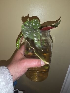 Spotted Begonia Plant Cutting